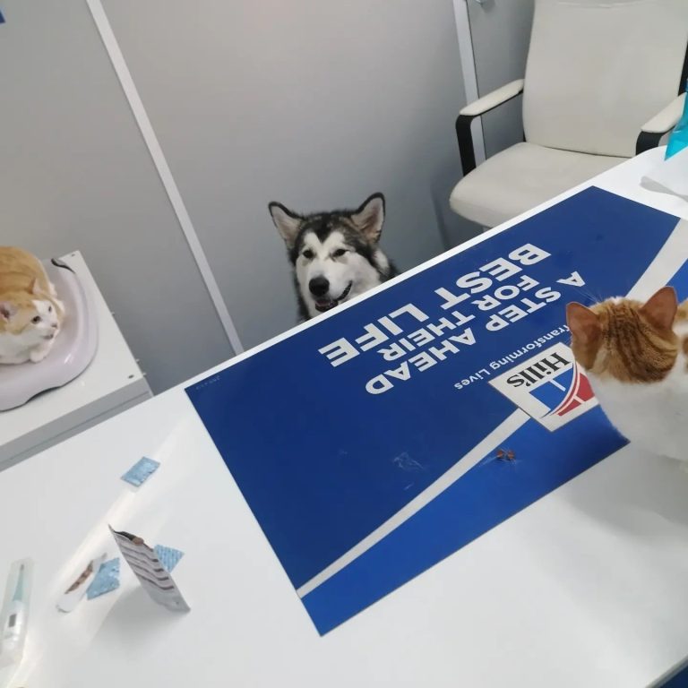 Clinica Veterinária